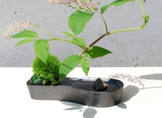 naire-gingado-00029