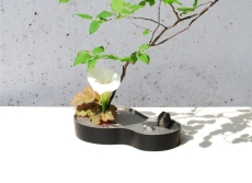 naire-gingado-00032
