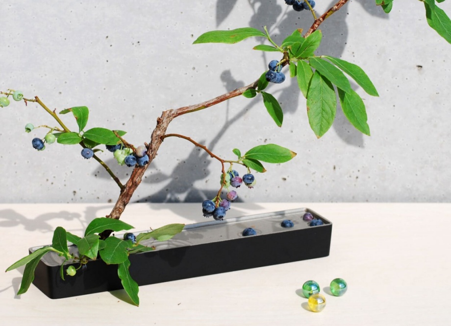 naire-gingado-00034