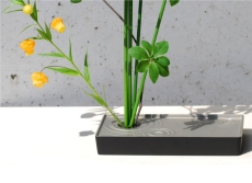 naire-gingado-00035